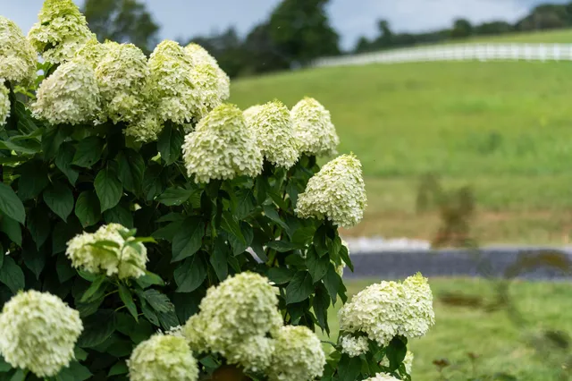 a kitchen with a table chairs and a wooden floor