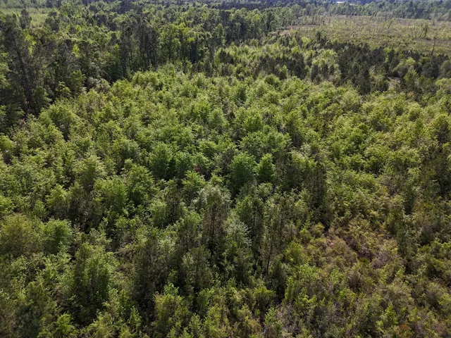 $399,900 | 0 305th Highway, Midville, GA 30441