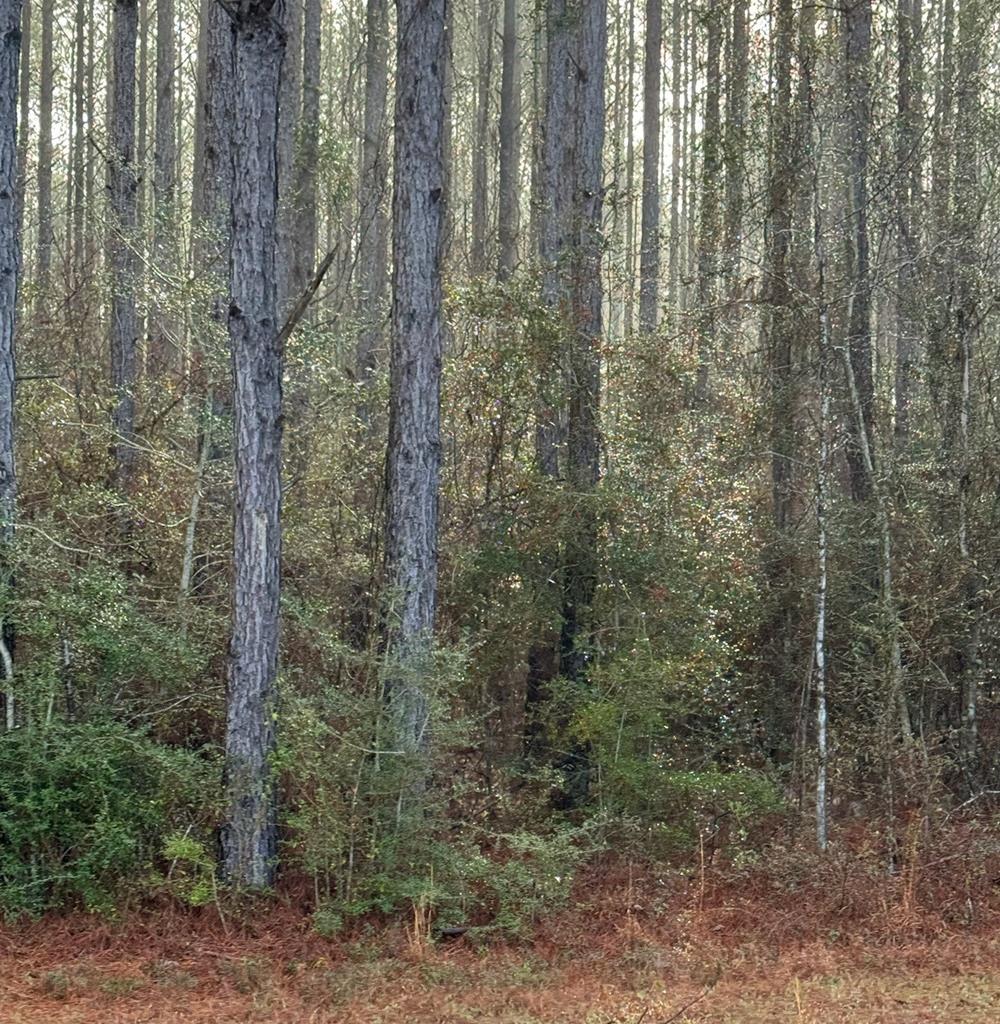 0 East Sunnybrook Road Carriere, MS 39426 - Photo 1 of 1 Main View
