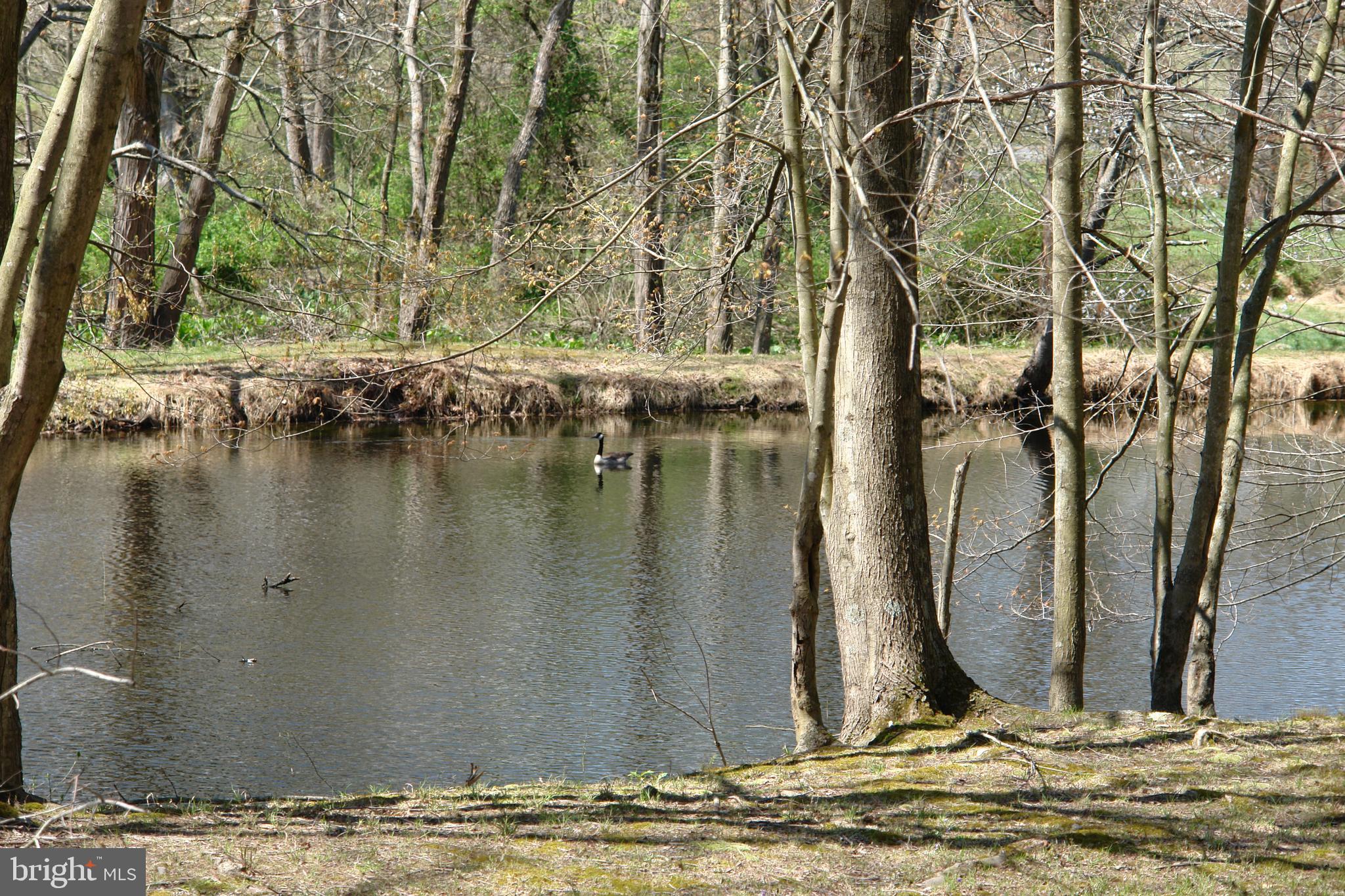 20931 Sunnyacres Road Gaithersburg, MD 20882 - Photo 5 of 83 Backyard view of neighbor's pond