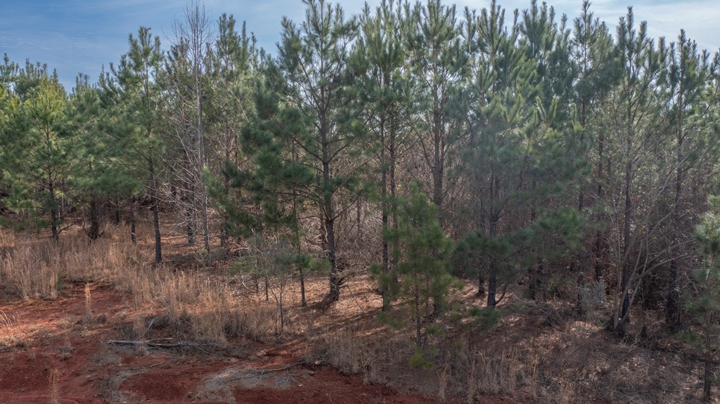 0 Carlisle Road Woodland, GA 31836 - Photo 8 of 10