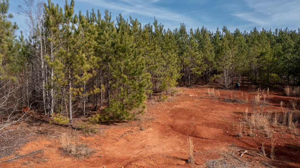 0 Carlisle Road Woodland, GA 31836 - Photo 9 of 10