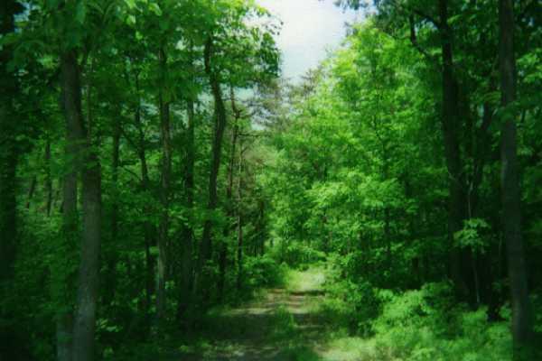 0 Friendship Road Shawsville, VA 24162 - Photo 1 of 4 a view of a lush green space