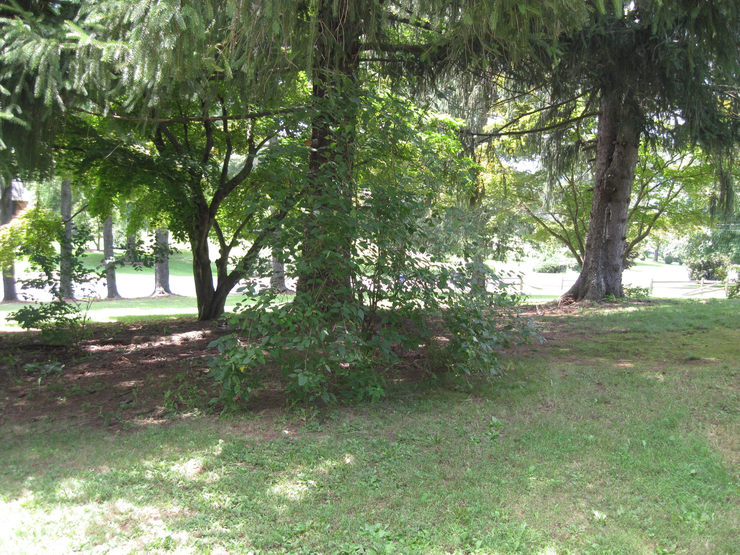 4931 Bower Road Roanoke, VA 24018 - Photo 19 of 48 bower (12)