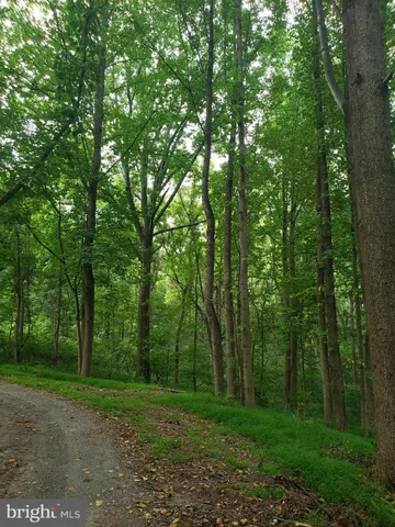 a view of a forest with trees
