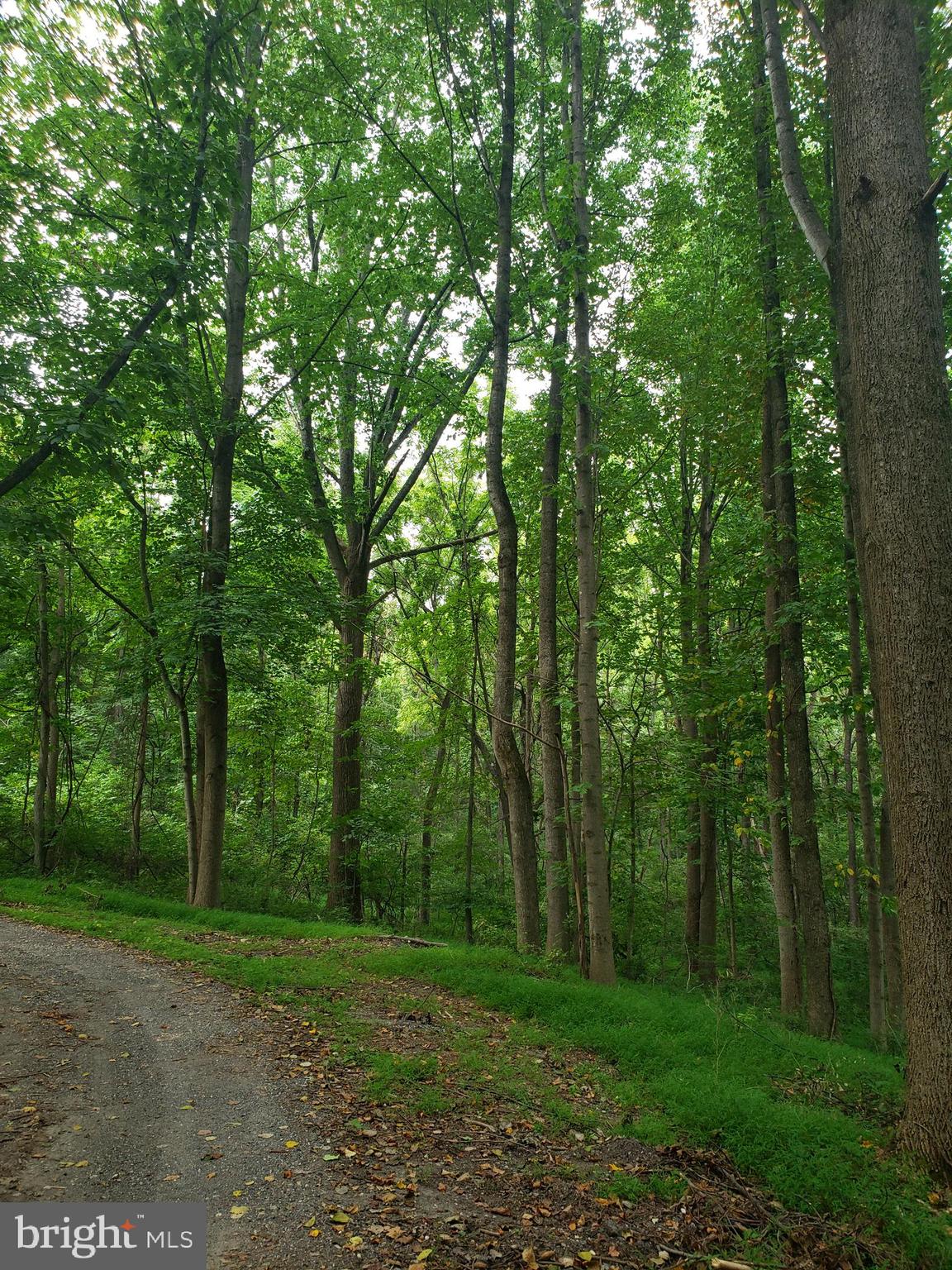 1218 Rayville Road Parkton, MD 21120 - Photo 13 of 27 a view of a forest with trees