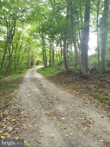a view of a forest with trees in the background