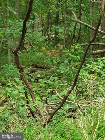 a view of a lush green space