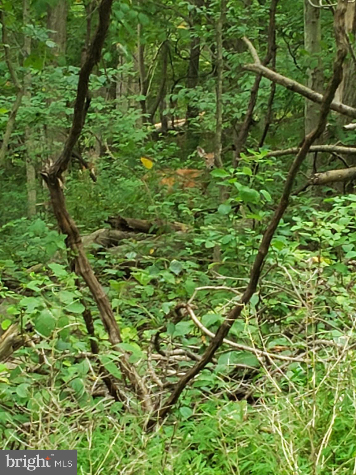 1218 Rayville Road Parkton, MD 21120 - Photo 24 of 27 a view of a lush green space
