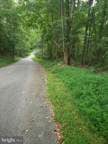 a view of a forest with trees in the background