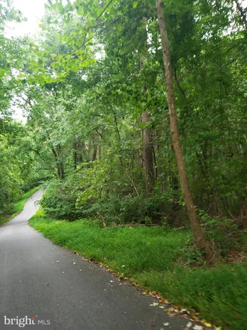 a view of a forest with a street