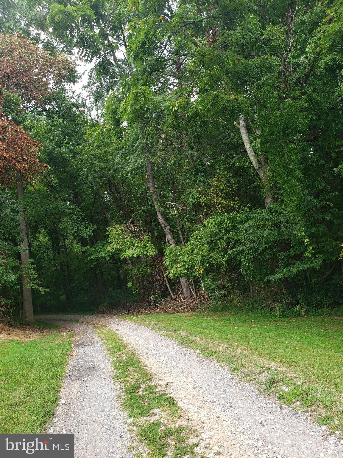 1218 Rayville Road Parkton, MD 21120 - Photo 10 of 27 a view of a yard with plants and a large tree