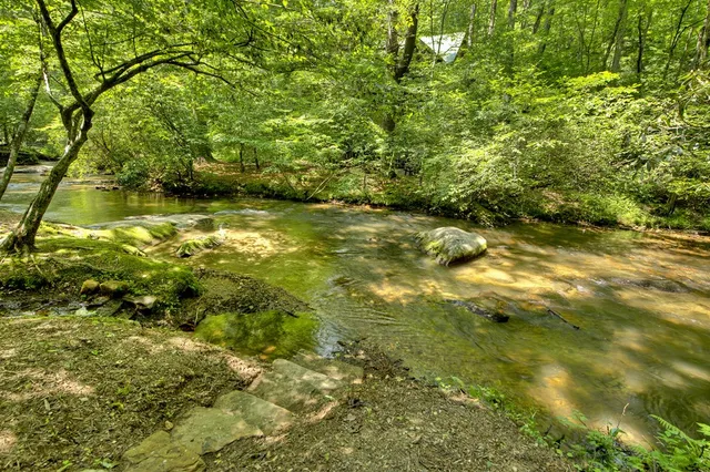 a view of a large body of water with a large tree