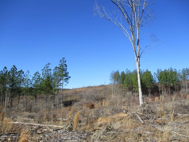 220 Bus Road Stoneville, NC 27048 - Photo 14 of 40 Gallery Image 14