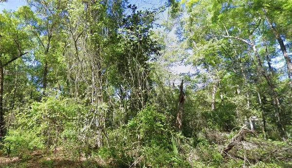 a view of a lush green forest