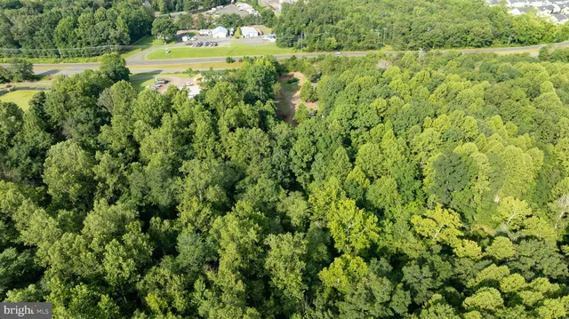 a view of a big yard with plants and large trees