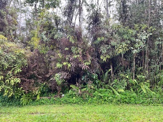 499 Maui Road Pahoa, HI 96778 - Photo 2 of 3 Gallery Image 2