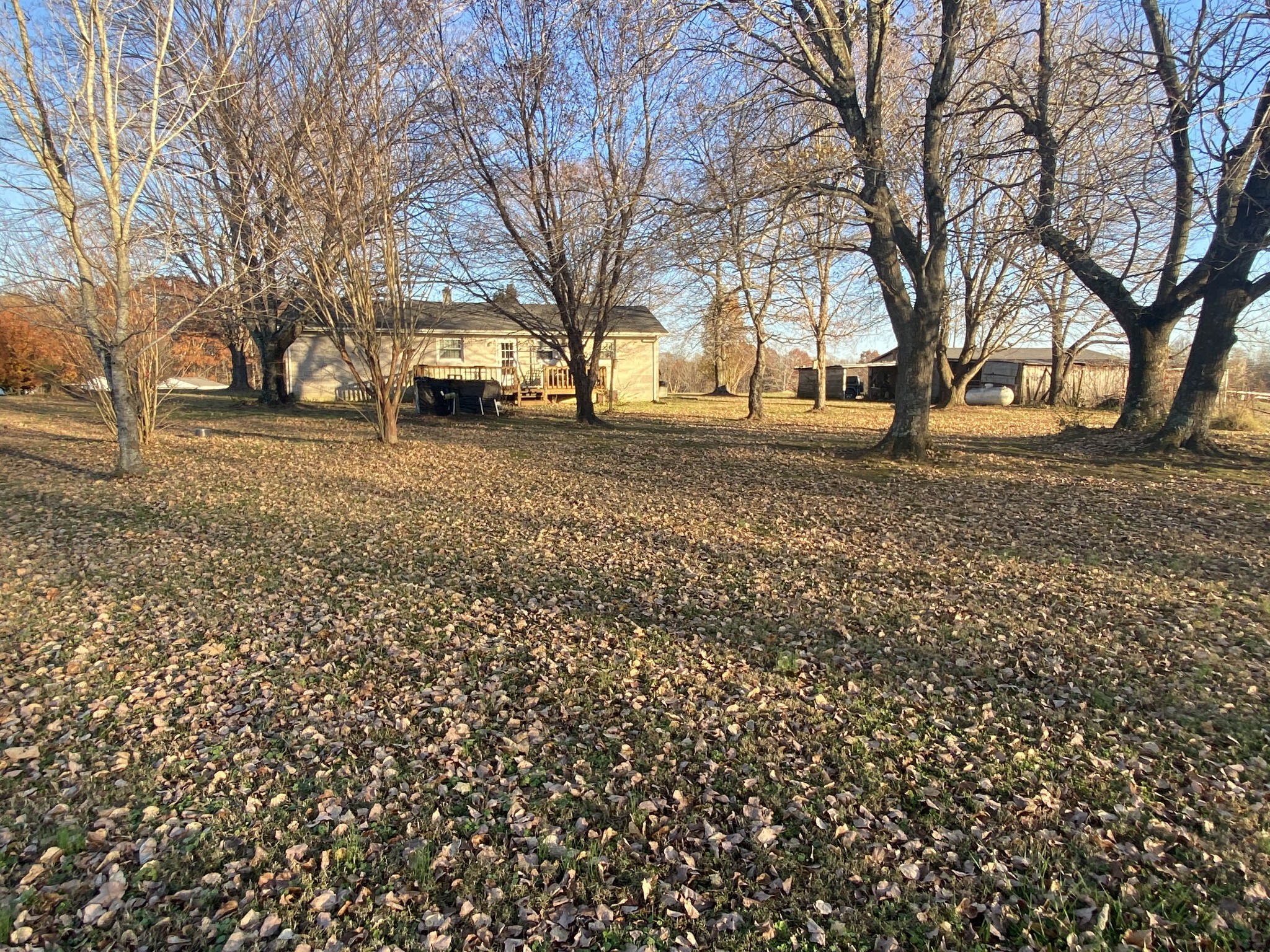 251 Rascal Town Road Loretto, TN 38469 - Photo 22 of 52 a view of a yard with trees