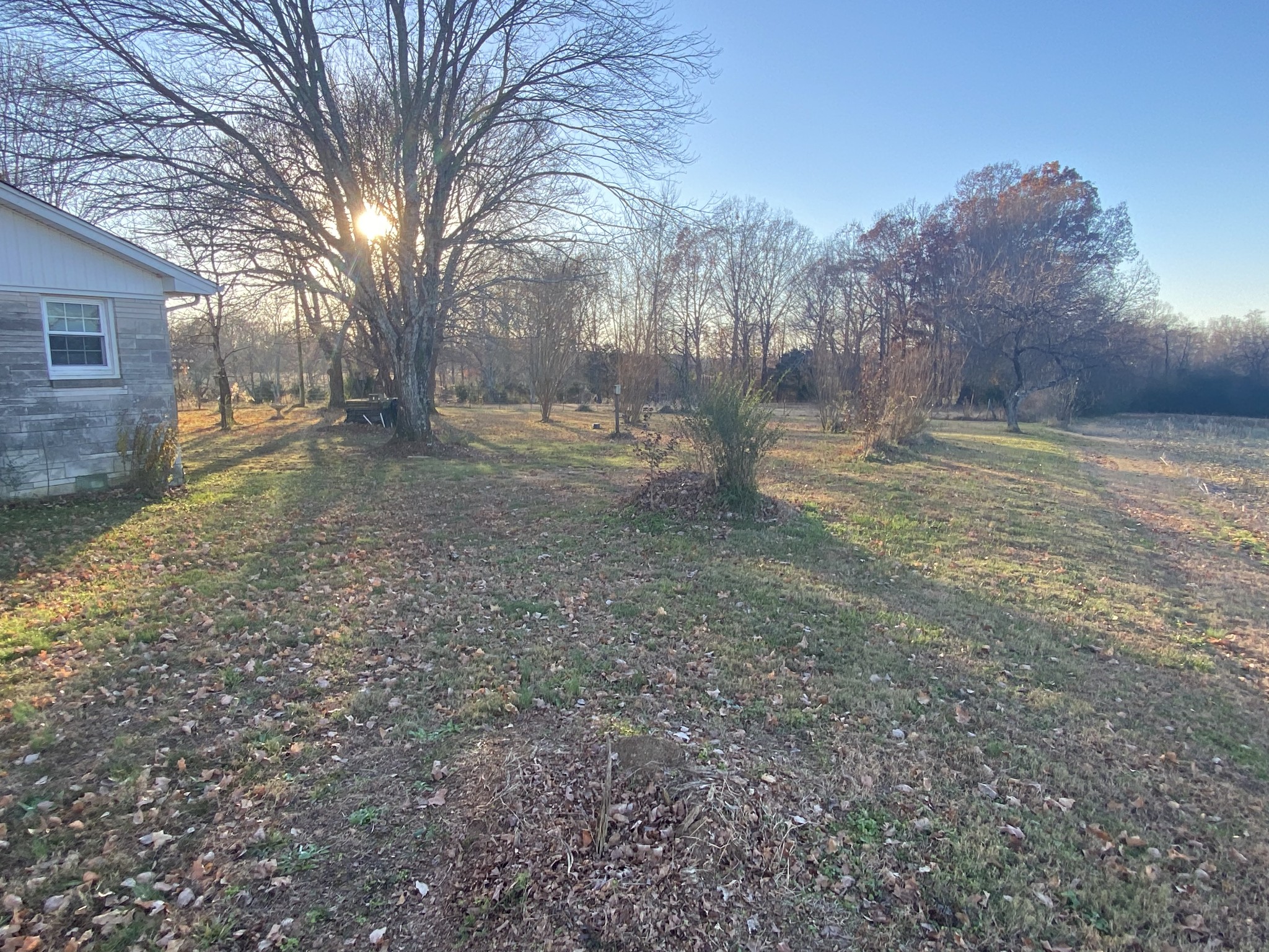 251 Rascal Town Road Loretto, TN 38469 - Photo 24 of 52 a view of a yard with a tree