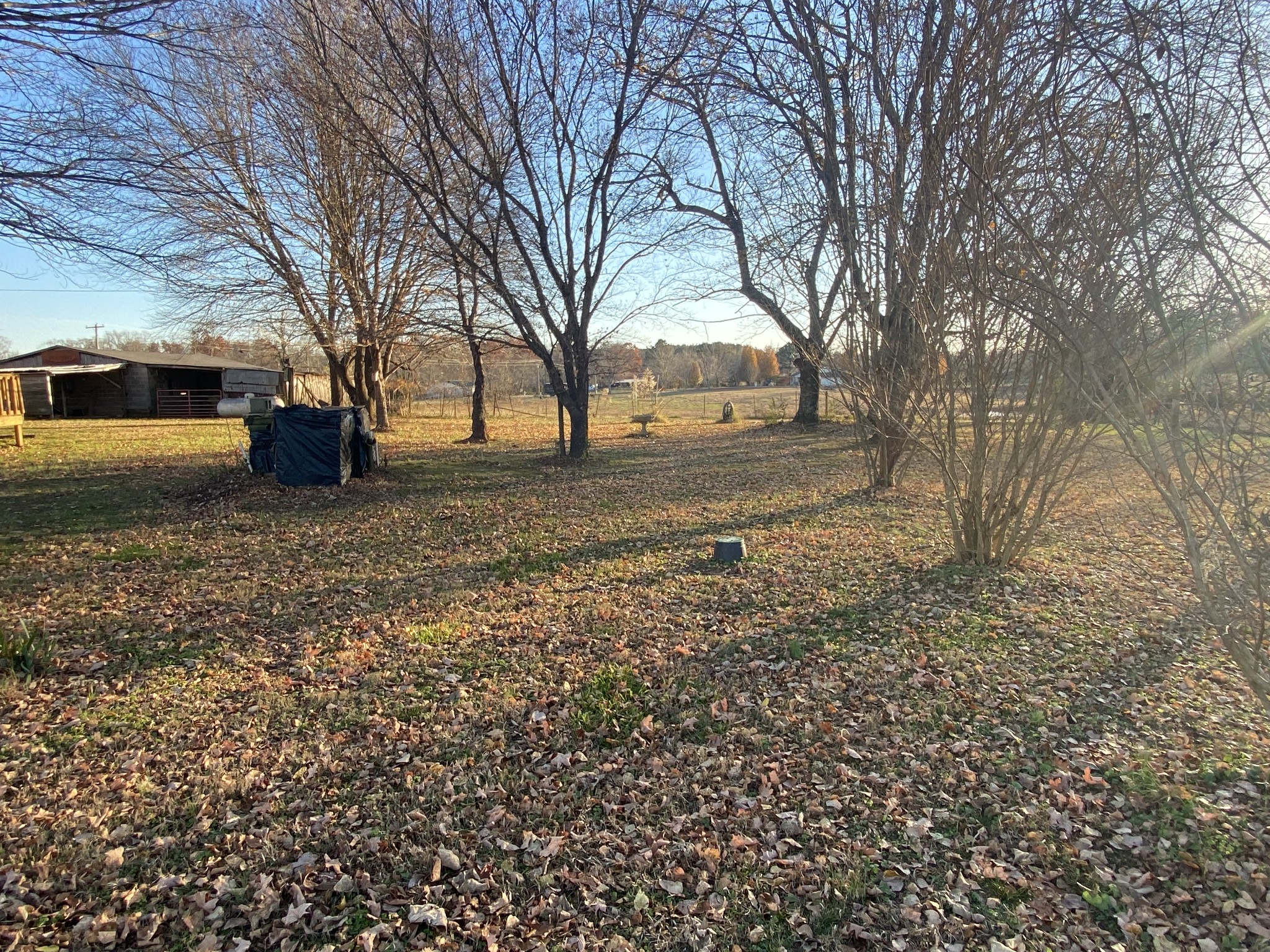 251 Rascal Town Road Loretto, TN 38469 - Photo 26 of 52 a view of a yard with a tree