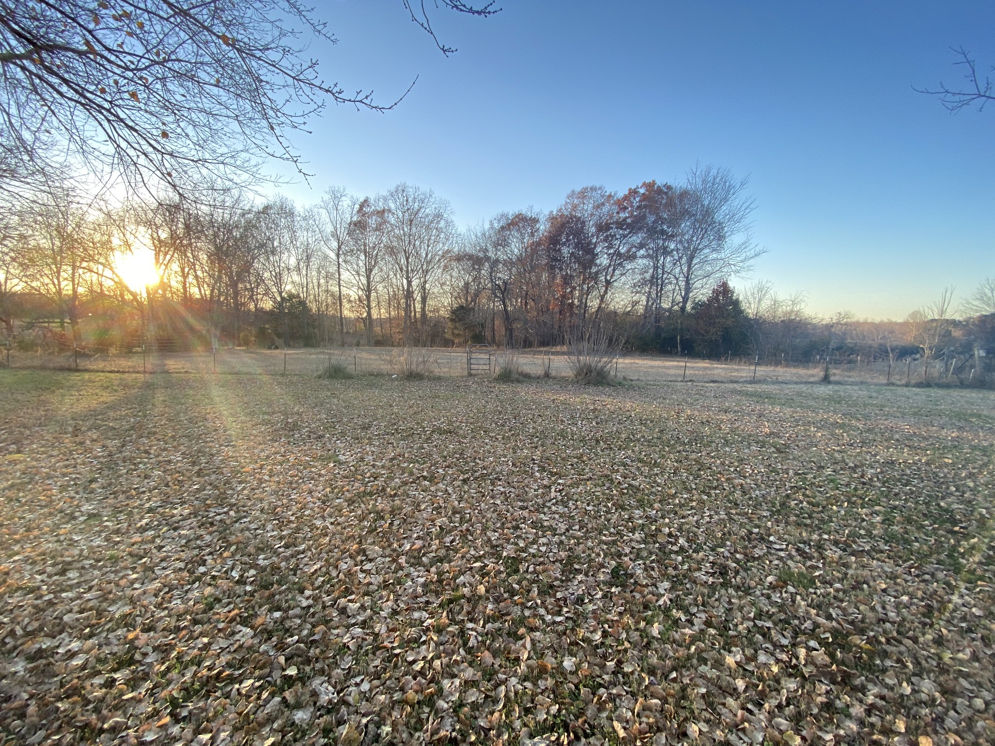 251 Rascal Town Road Loretto, TN 38469 - Photo 31 of 52 a view of a dry yard with trees
