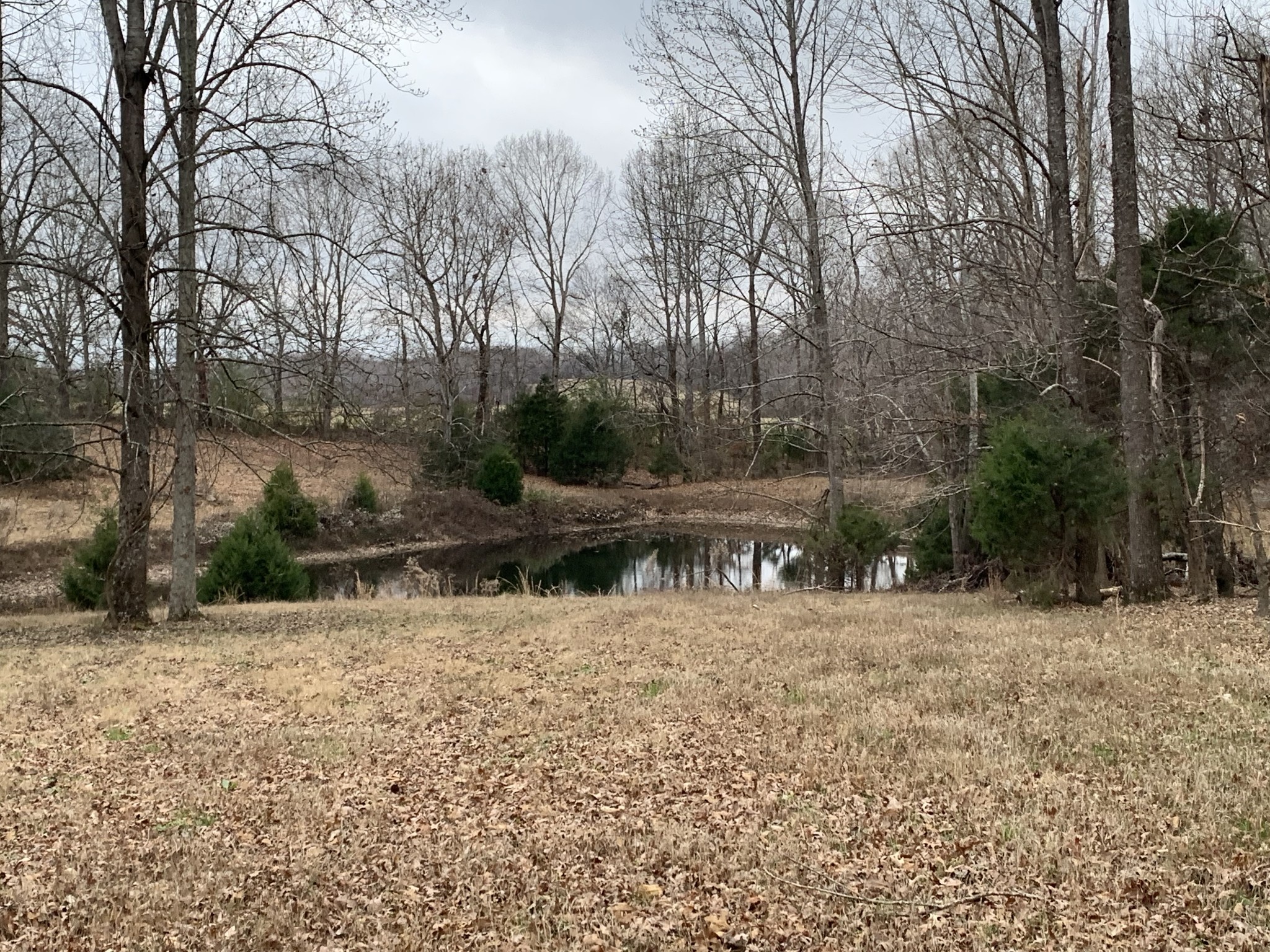 251 Rascal Town Road Loretto, TN 38469 - Photo 8 of 52 a view of swimming pool with a yard