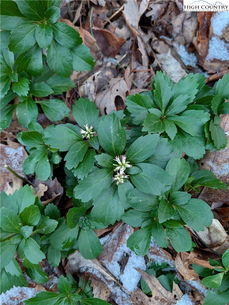 57 Village Road Glade Valley, NC 28627 - Photo 39 of 47