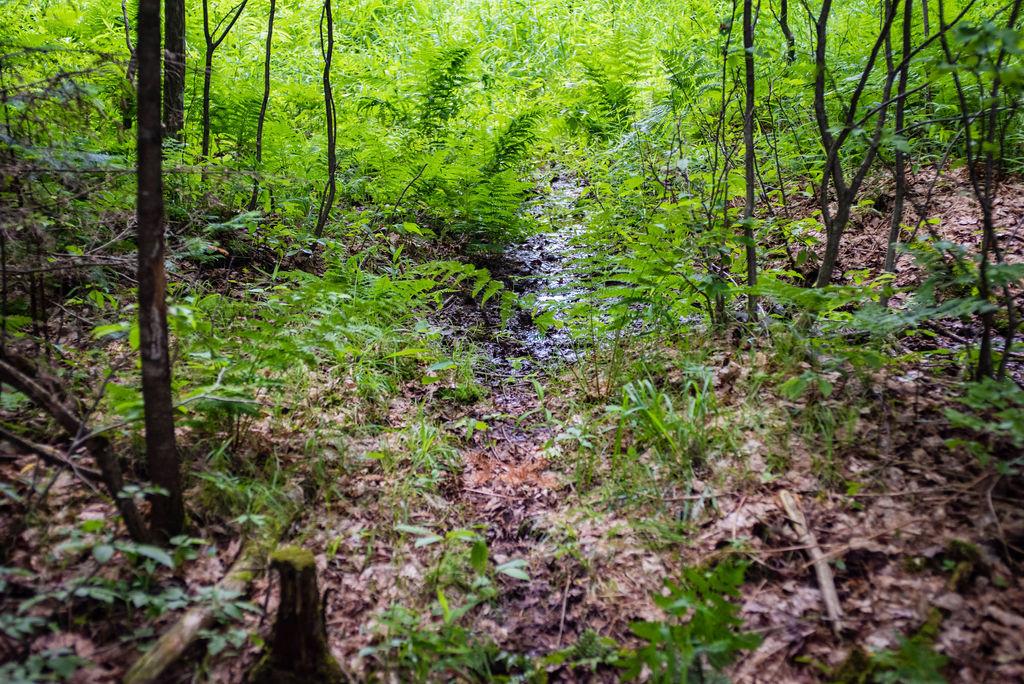 Off Bluebell Road Deerbrook, WI 54424 - Photo 4 of 15 Gallery Image 4