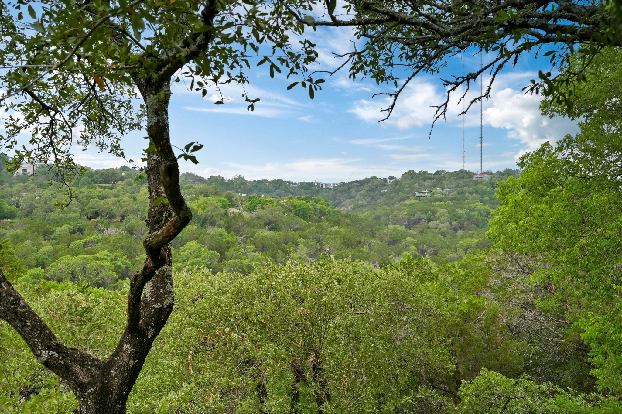 2009 South Oak Canyon Road Austin, TX 78746 - Photo 36 of 37 a view of a yard with plants and large trees