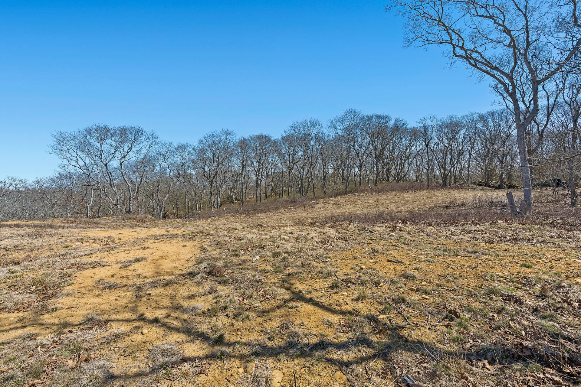 6 Ft Pond Road Montauk, NY 11954 - Photo 8 of 8 a view of dirt yard with a large tree