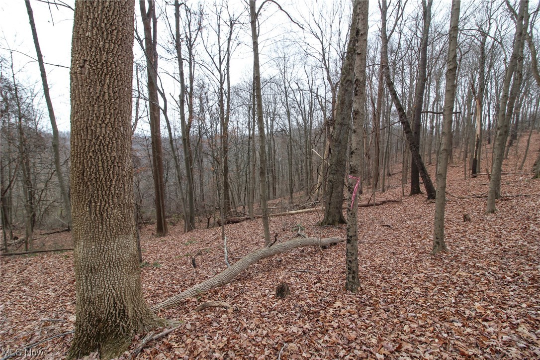 0 Mount Carmel Rdg Road St. Marys, WV 26170 - Photo 9 of 29 View of local wilderness