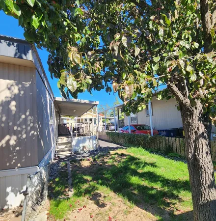 a view of a yard with plants and a large tree