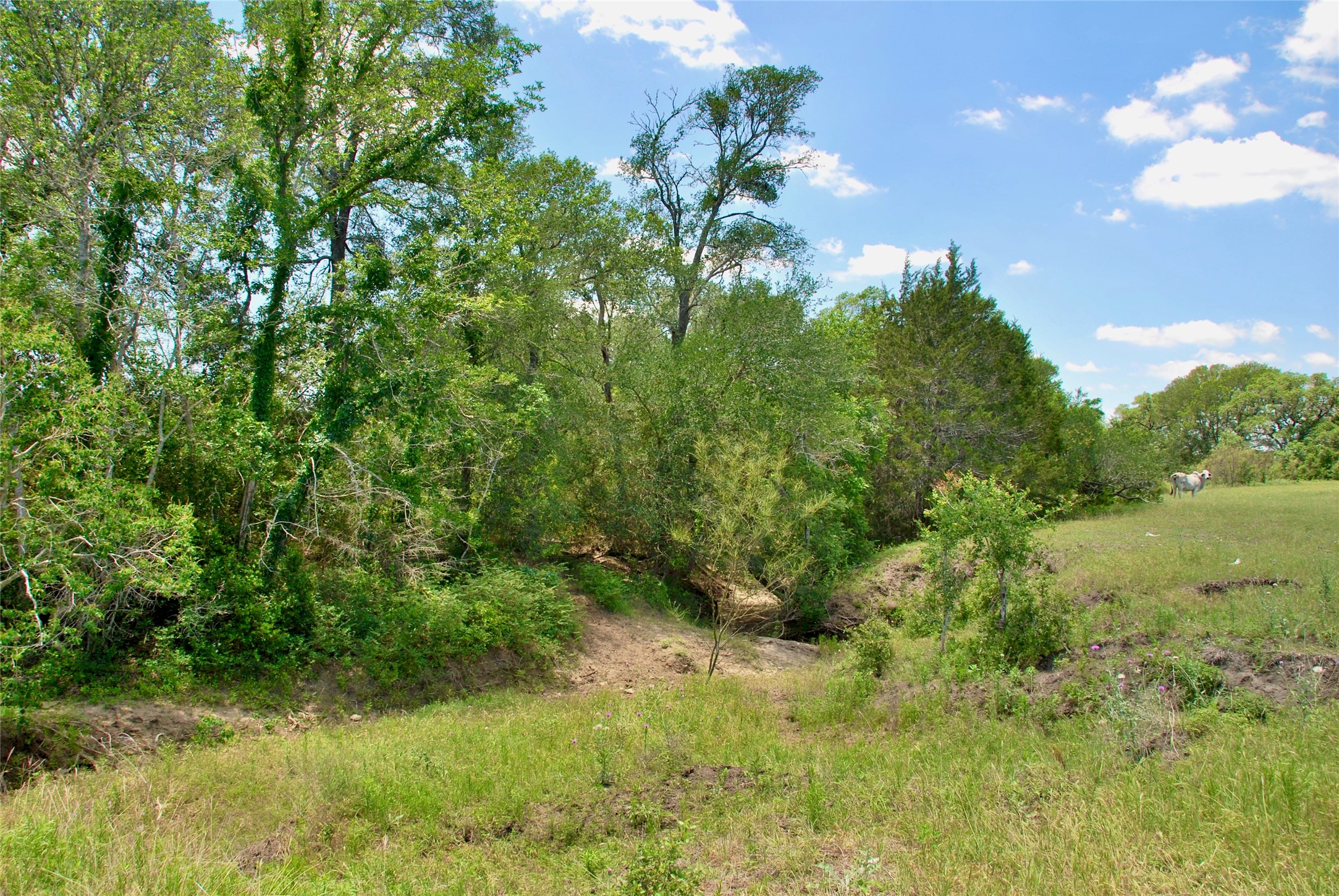 2116 Langdon Road Weimar, TX 78962 - Photo 19 of 43 a view of a yard