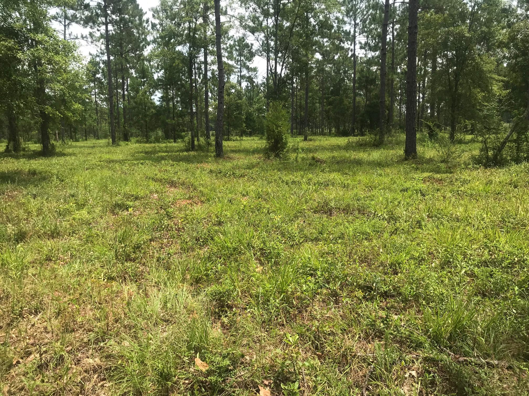 Parcel A&b Melton Road Baker, FL 32531 - Photo 3 of 6