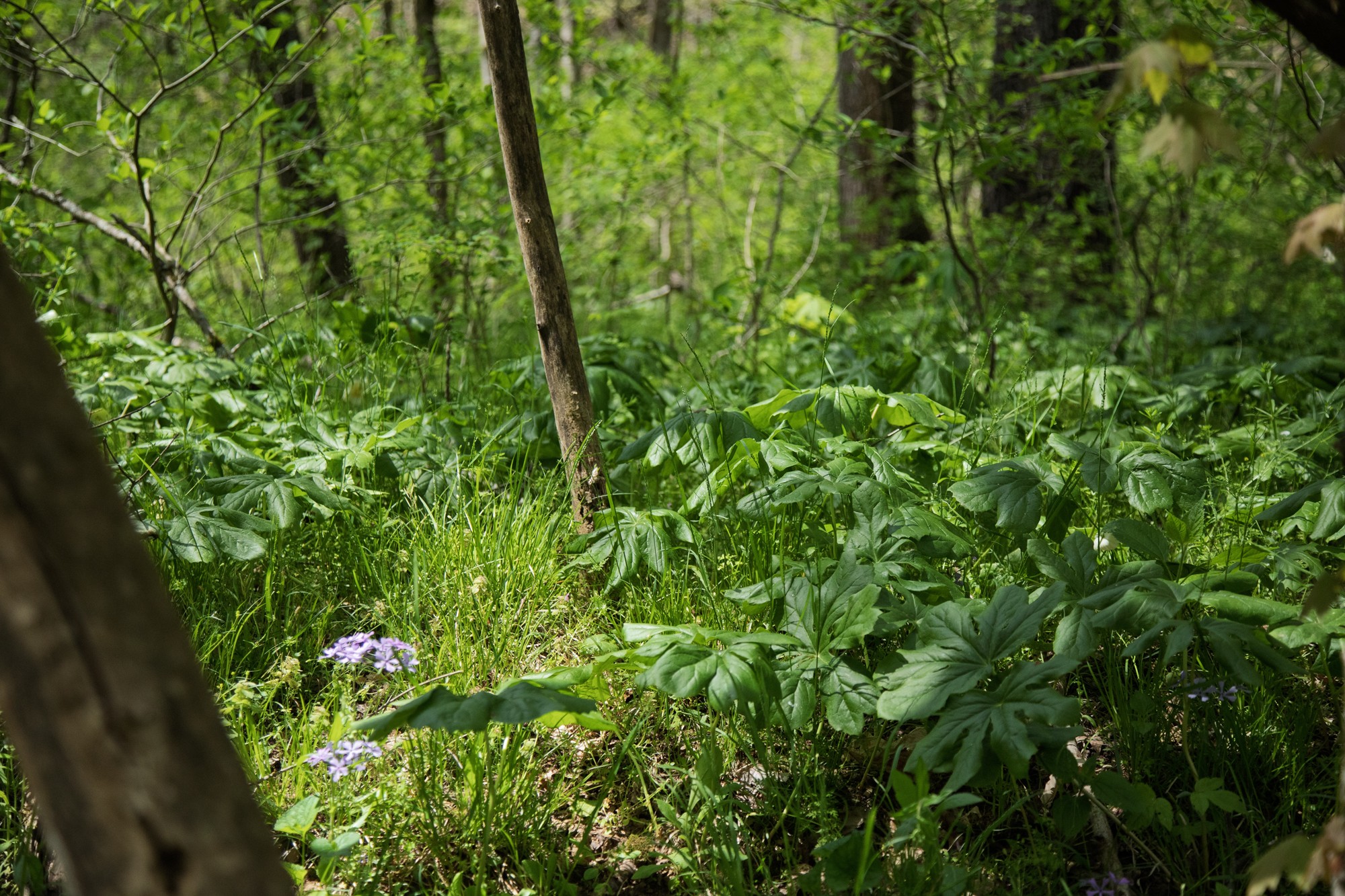 6607 Fox Branch Road Columbia, TN 38401 - Photo 19 of 45 a view of a lush green forest