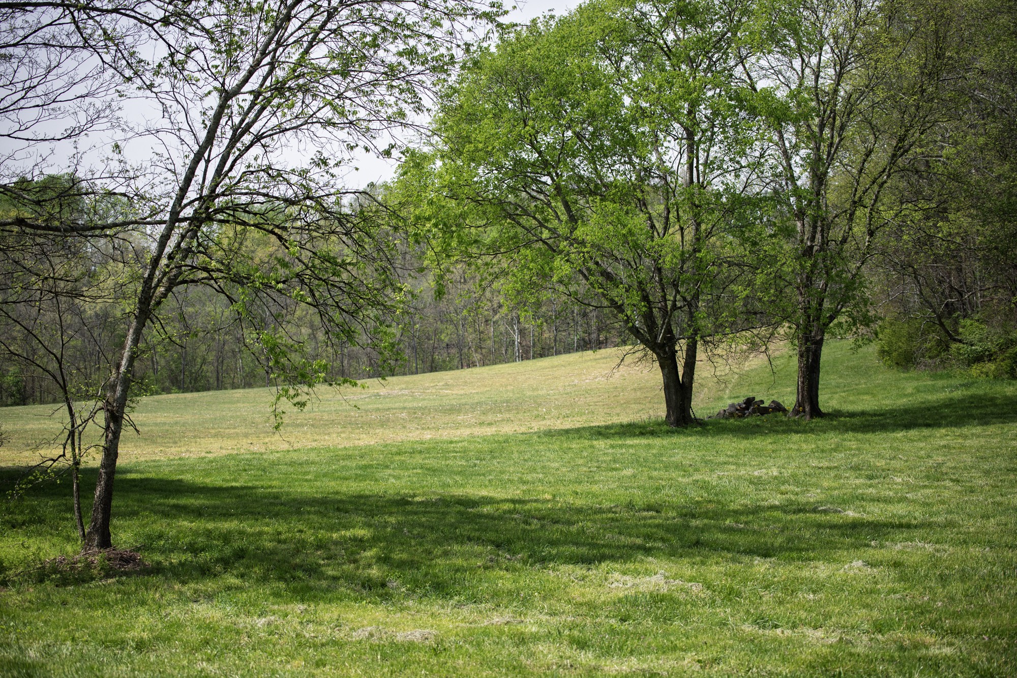 6607 Fox Branch Road Columbia, TN 38401 - Photo 27 of 45 a view of swimming pool with a tree