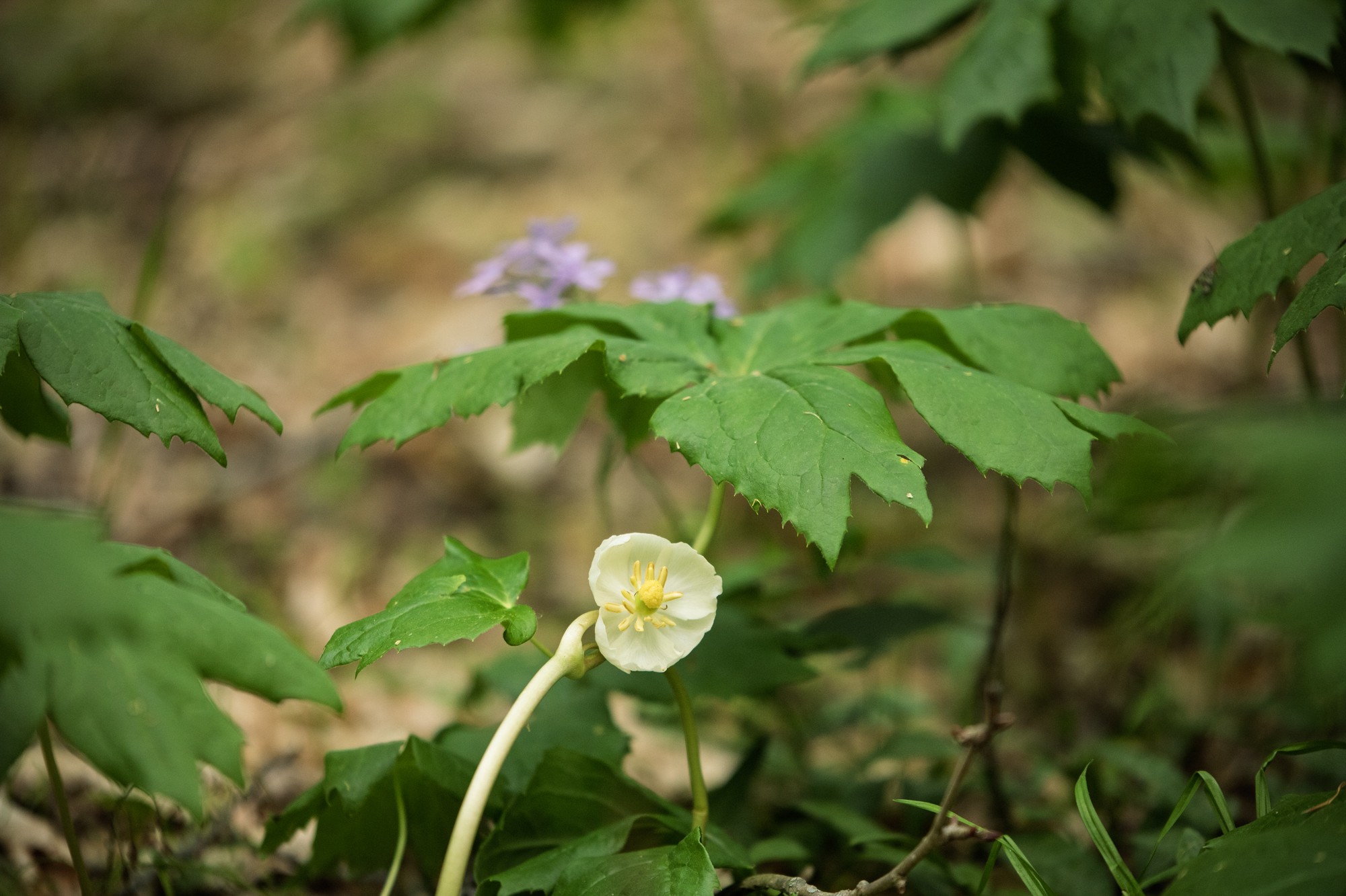 6607 Fox Branch Road Columbia, TN 38401 - Photo 29 of 45 a close up of a flower in a garden