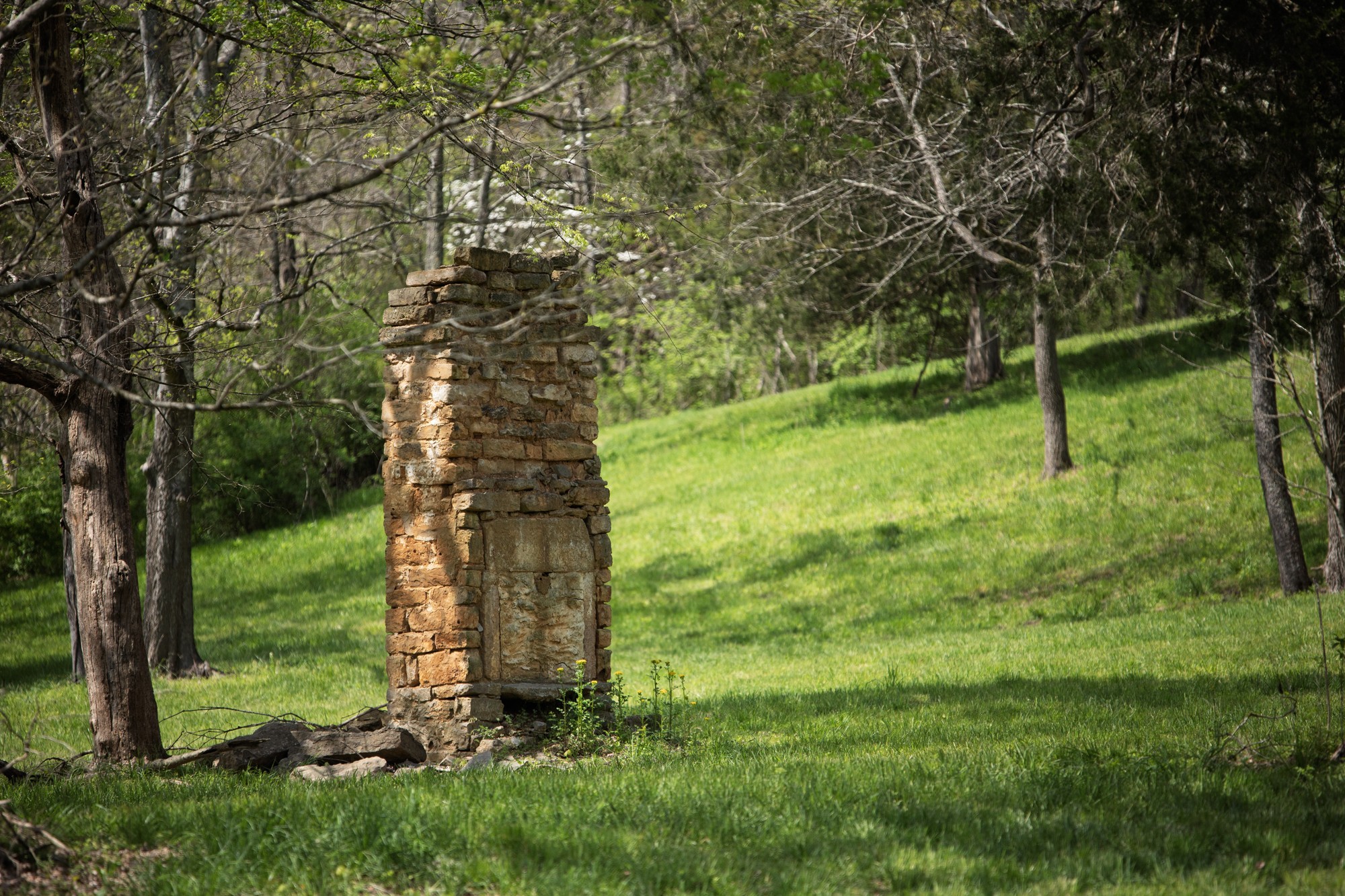 6607 Fox Branch Road Columbia, TN 38401 - Photo 30 of 45 a view of a garden with a tree