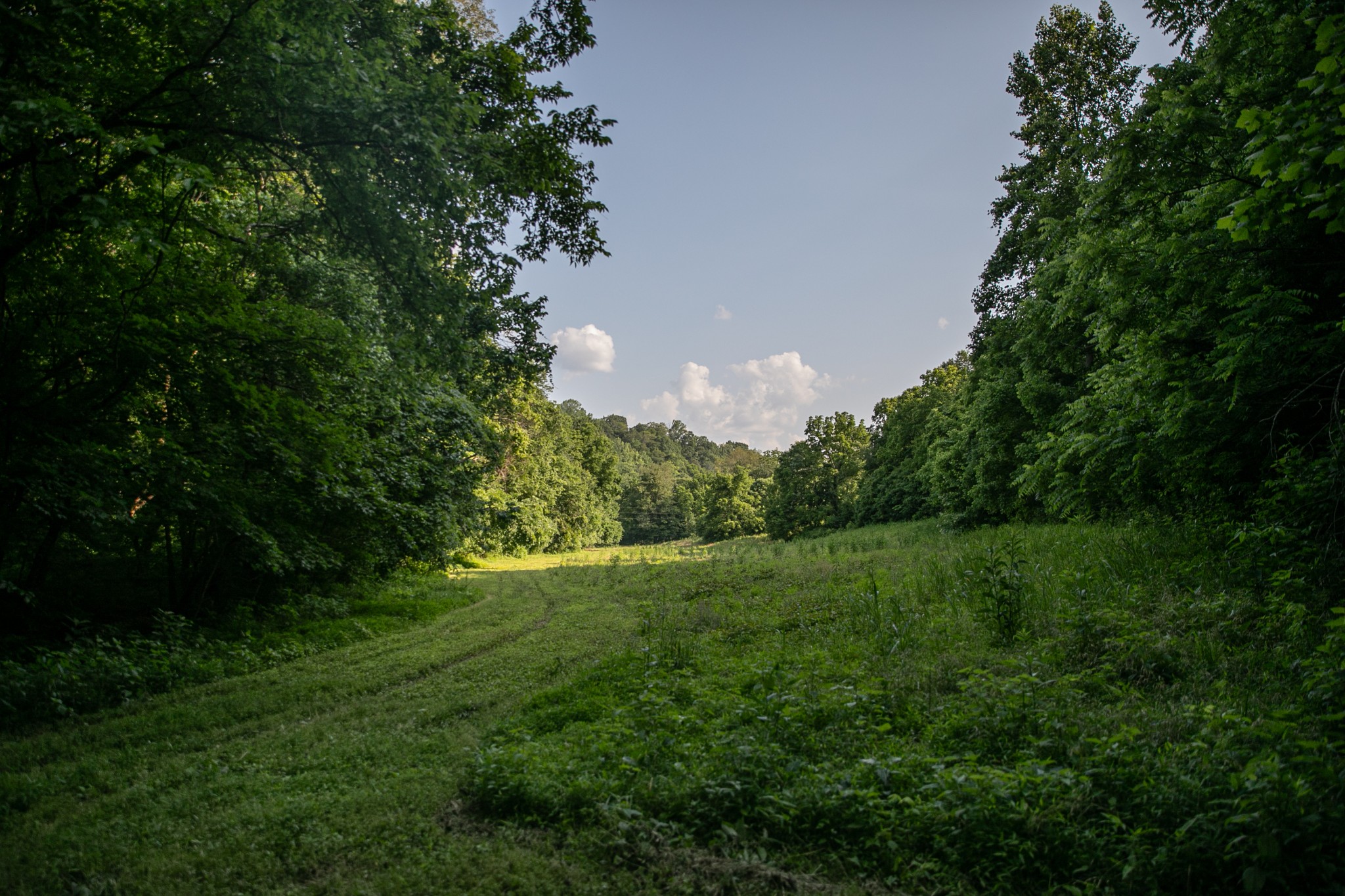 6607 Fox Branch Road Columbia, TN 38401 - Photo 3 of 45 a view of outdoor space and yard