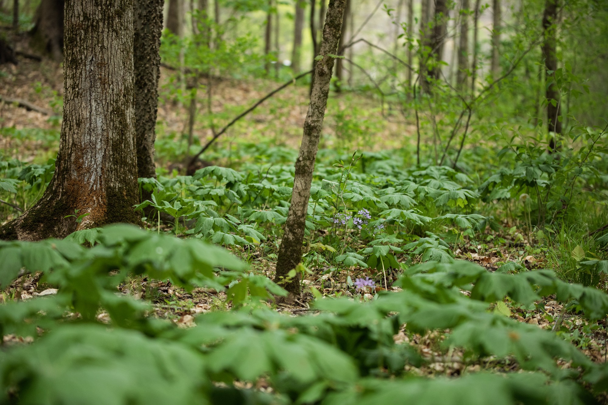 6607 Fox Branch Road Columbia, TN 38401 - Photo 37 of 45 a view of a yard with plants and large trees