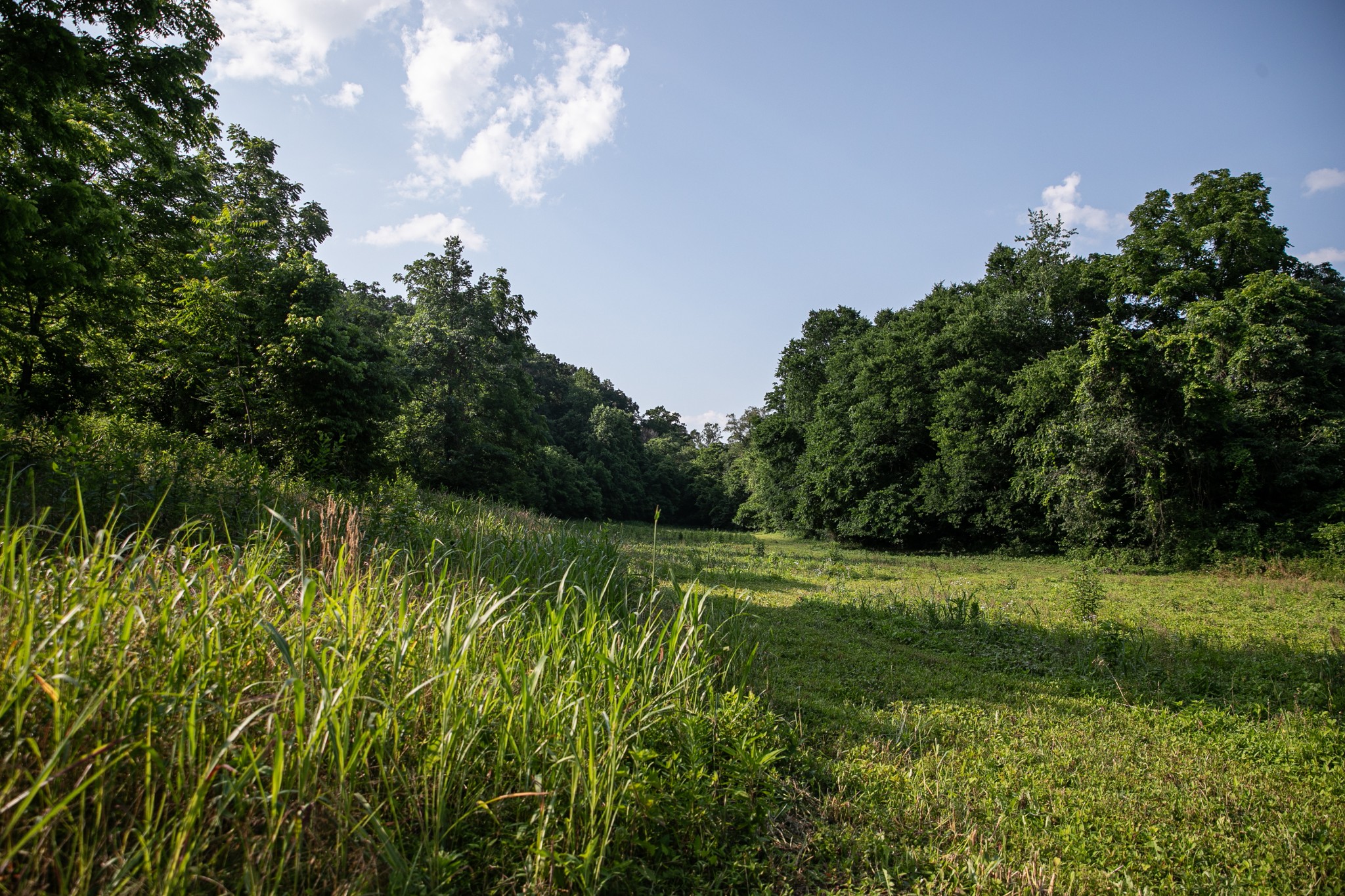 6607 Fox Branch Road Columbia, TN 38401 - Photo 5 of 45 a view of a big yard with plants and large trees