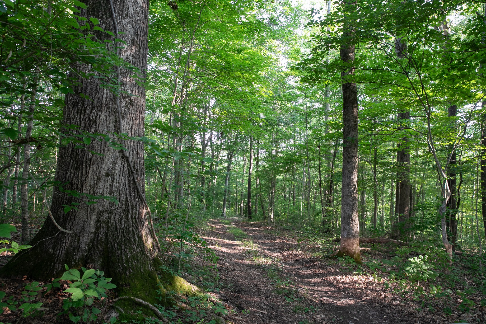 6607 Fox Branch Road Columbia, TN 38401 - Photo 7 of 45 a big yard with lots of green space and trees