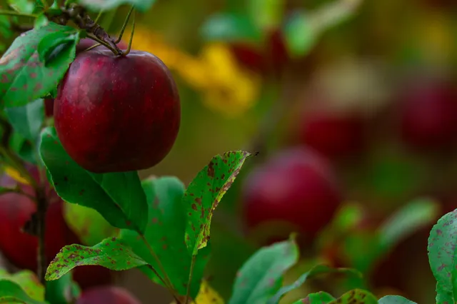 $119,500 | 3108 Blackbird Road Northeast, Cass Lake, MN 56633