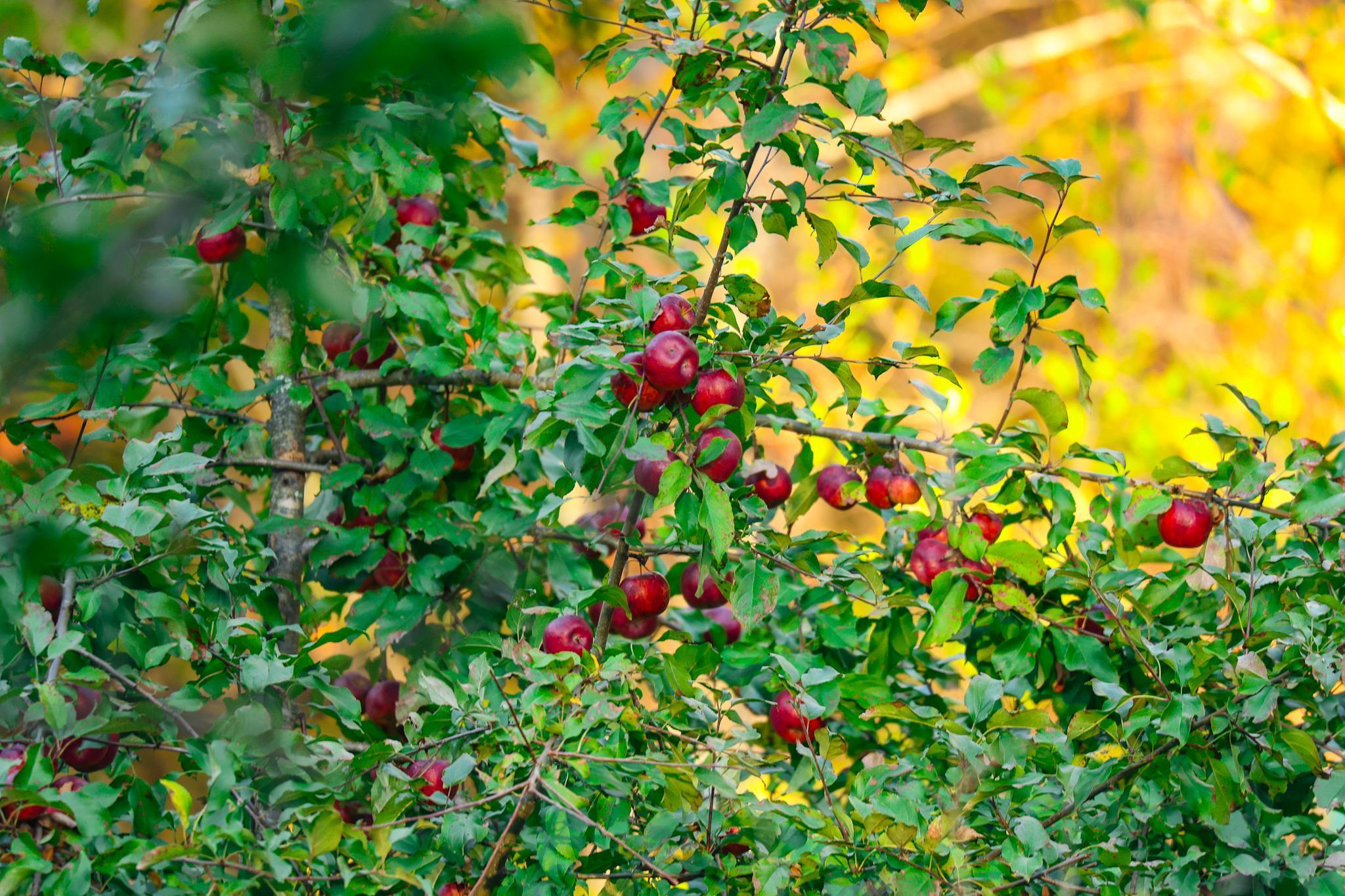 3108 Blackbird Road Northeast Cass Lake, MN 56633 - Photo 19 of 57