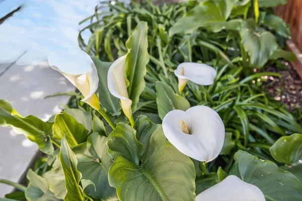 $910,000 | 9765 Caneria Way, Elk Grove, CA 95757