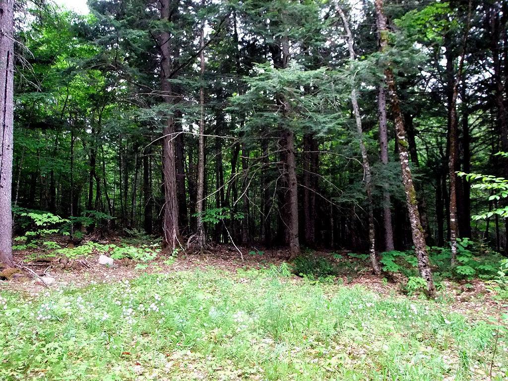 Lot 1 South Shore Road Houlton, ME 04730 - Photo 23 of 35 Photo