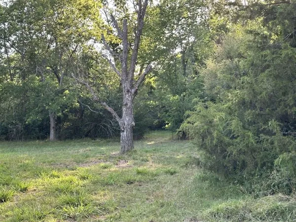 a view of a forest with trees in the background