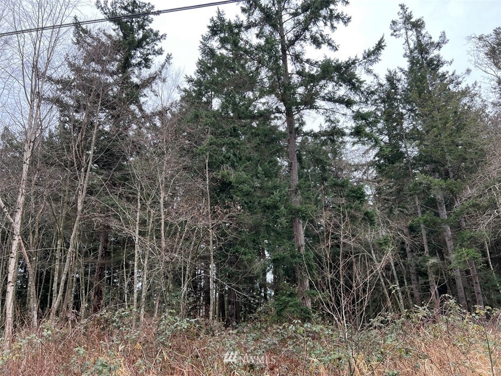1854 Benson Road Point Roberts, WA 98281 - Photo 6 of 10 a view of a forest with trees in the background
