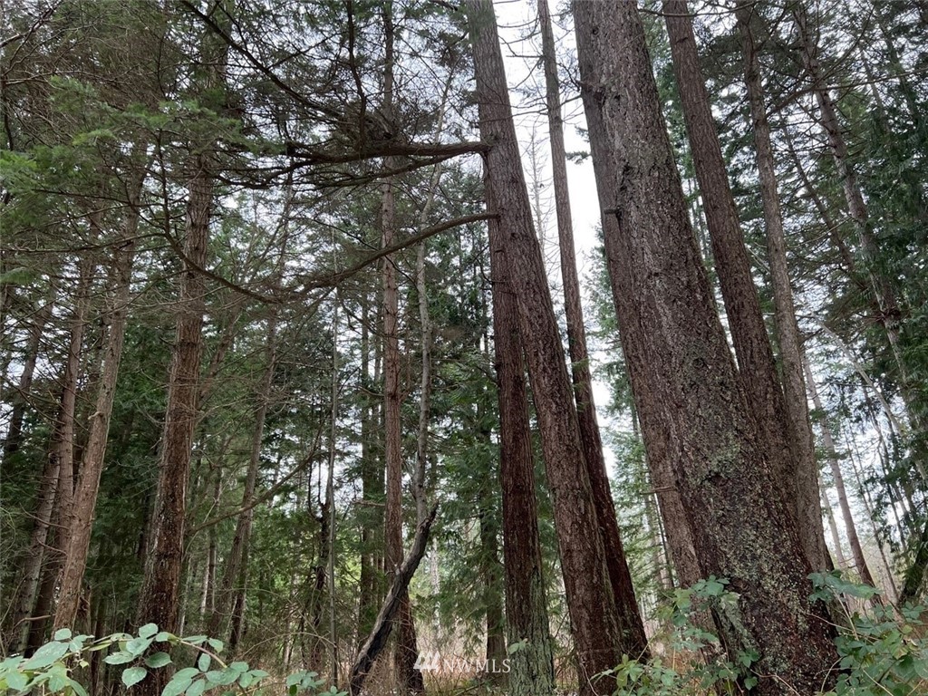 1854 Benson Road Point Roberts, WA 98281 - Photo 8 of 10 a view of outdoor space and trees