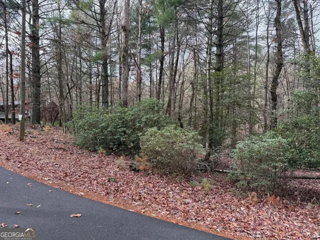 a view of a forest filled with trees